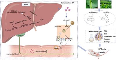 Preparation of microgel co-loaded with nuciferine and epigallocatechin-3-gallate for the regulation of lipid metabolism